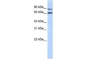 GPR75 antibody used at 1 ug/ml to detect target protein.