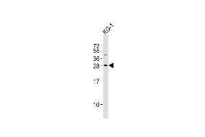 Anti-PYCRL Antibody (Center)at 1:2000 dilution + KG-1 whole cell lysates Lysates/proteins at 20 μg per lane. (PYCRL antibody  (AA 139-171))