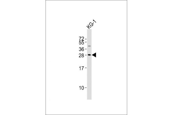 PYCRL Antikörper  (AA 139-171)