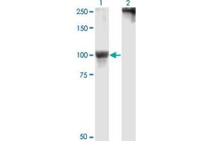 Western Blot analysis of RPS6KA5 expression in transfected 293T cell line by RPS6KA5 monoclonal antibody (M01), clone 2B11.