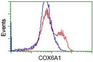 HEK293T cells transfected with either RC210485 overexpress plasmid (Red) or empty vector control plasmid (Blue) were immunostained by anti-COX6A1 antibody (ABIN2452916), and then analyzed by flow cytometry.