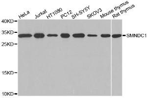 Western blot analysis of extracts of various cell lines, using SMNDC1 antibody (ABIN1874874) at 1:1000 dilution. (SMNDC1 antibody)