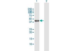 Western Blot analysis of LEFTY2 expression in transfected 293T cell line by LEFTY2 MaxPab polyclonal antibody. (LEFTY2 antibody  (AA 1-366))