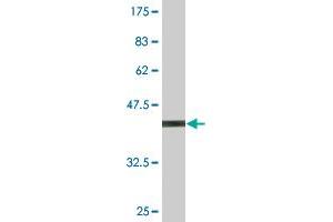 Western Blot detection against Immunogen (35. (RFXANK antibody  (AA 1-90))