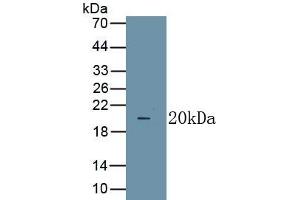 Detection of Recombinant TNFa, Caprine using Polyclonal Antibody to Tumor Necrosis Factor Alpha (TNFa) (TNF alpha antibody  (AA 79-234))