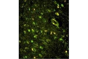 Immunofluorescence analysis of KHSRP Antibody (N-term) with paraffin-embedded human brain tissue. (KHSRP antibody  (N-Term))