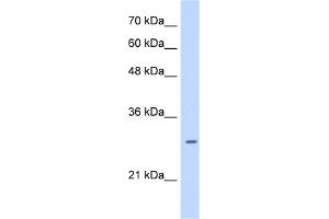 Western Blotting (WB) image for anti-Leucine Rich Repeat Containing 59 (LRRC59) (Middle Region) antibody (ABIN2783712)