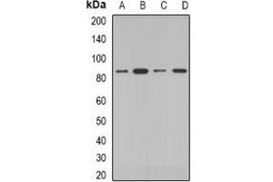 Western blot analysis of COG2 expression in HepG2 (A), MCF7 (B), mouse kidney (C), rat testis (D) whole cell lysates. (COG2 antibody)