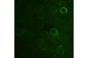 Image no. 1 for anti-DDDDK Tag (C-Term) antibody (ABIN296895) (DDDDK Tag antibody  (C-Term))