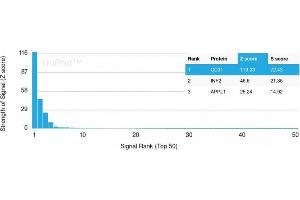 Analysis of Protein Array containing more than 19,000 full-length human proteins using CD31 Mouse Monoclonal Antibody (PECAM1/3528) Z- and S- Score: The Z-score represents the strength of a signal that a monoclonal antibody (Monoclonal Antibody) (in combination with a fluorescently-tagged anti-IgG secondary antibody) produces when binding to a particular protein on the HuProtTM array. (CD31 antibody  (AA 625-738))