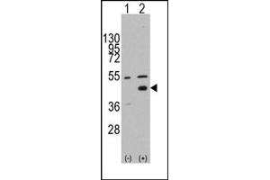 Image no. 1 for anti-WNT Inhibitory Factor 1 (WIF1) (N-Term) antibody (ABIN357860) (WIF1 antibody  (N-Term))