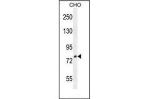 Western blot analysis of DEF Antibody (N-term) in CHO cell line lysates (35ug/lane).