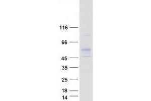 Validation with Western Blot (RGMA Protein (Myc-DYKDDDDK Tag))