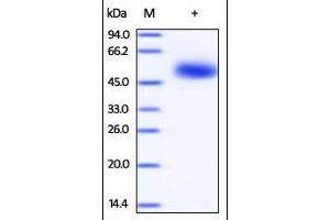 Human CD5, His Tag on SDS-PAGE under reducing (R) condition. (CD5 Protein (CD5) (AA 25-372) (His tag))