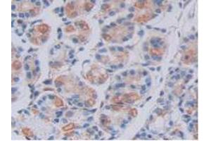 IHC-P analysis of Human Stomach Tissue, with DAB staining. (FKBP7 antibody  (AA 24-217))
