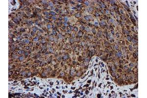 Image no. 3 for anti-Protein Disulfide Isomerase Family A, Member 4 (PDIA4) antibody (ABIN1500110) (PDIA4 antibody)