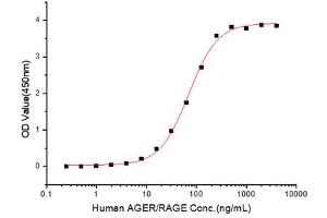 Advanced Glycosylation End Product-Specific Receptor (AGER) (AA 24-344) (Active) protein (His-Fc tag)