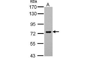WB Image Sample (30 ug of whole cell lysate) A: THP-1 7. (SAMHD1 antibody  (Center))