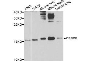 Western blot analysis of extracts of various cell lines, using CEBPG antibody (ABIN5974381) at 1/1000 dilution. (CEBPG antibody)