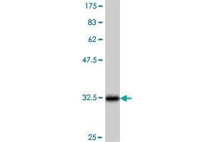 Western Blot detection against Immunogen (33. (HBG1 antibody  (AA 44-106))