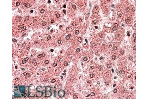 ABIN571252 (5µg/ml) staining of paraffin embedded Human Liver. (ALDH5A1 antibody  (AA 485-496))