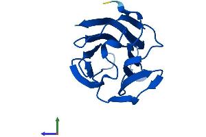 AlphaFold protein structure predicition of Human Recombinant LGALS14 Protein, UniprotID Q8TCE9