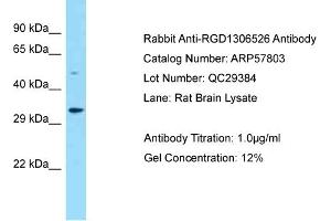 Western Blotting (WB) image for anti-Family with Sequence Similarity 212, Member B (FAM212B) (Middle Region) antibody (ABIN2787401) (FAM212B antibody  (Middle Region))