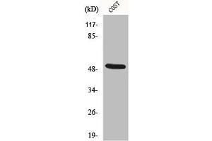 Western Blot analysis of COS7 cells using Cytokeratin 15 Polyclonal Antibody (KRT15 antibody  (N-Term))
