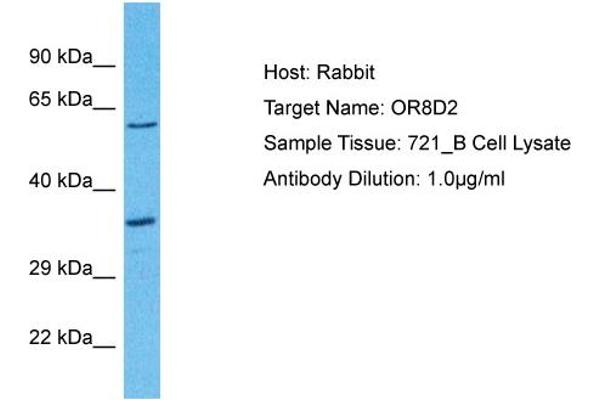 Olfactory Receptor, Family 8, Subfamily D, Member 2 (OR8D2) (C-Term) antibody