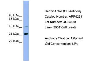 WB Suggested Anti-IQCD  Antibody Titration: 0.