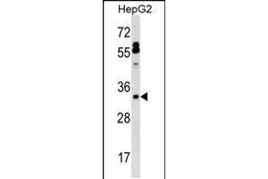 Western blot analysis in HepG2 cell line lysates (35ug/lane). (SFTPB antibody  (AA 129-158))
