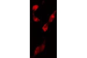ABIN6274210 staining 293 cells by IF/ICC. (NFYB antibody  (N-Term))