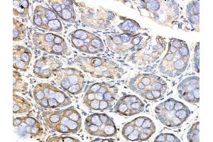 ABIN7094851 and ABIN7098902 at 1/100 staining Rat colorectal tissue by IHC-P.