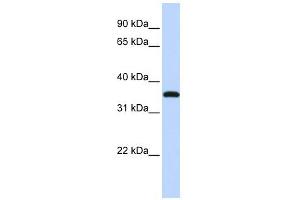 VGLL3 antibody used at 1 ug/ml to detect target protein.