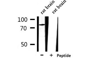 CLCN3 antibody  (N-Term)