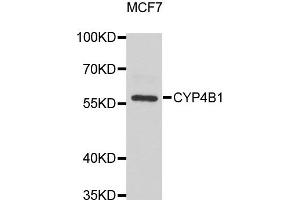 Western blot analysis of extracts of MCF7 cell lines, using CYP4B1 antibody. (CYP4B1 antibody)