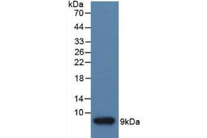 Detection of recombinant IGF2 using Polyclonal Antibody to Insulin Like Growth Factor 2 (IGF2) (IGF2 antibody)