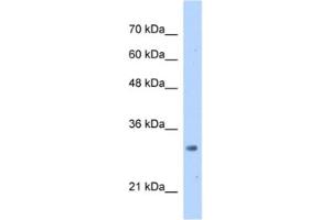Western Blotting (WB) image for anti-mRNA Turnover 4 Homolog (MRTO4) antibody (ABIN2462963) (C1orf33 antibody)