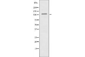 Western blot analysis of extracts from HUVEC cells using RIN3 antibody. (RIN3 antibody  (Internal Region))