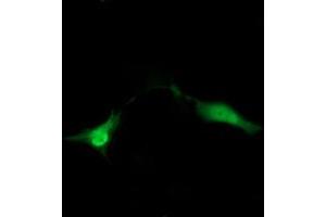 Image no. 2 for anti-Zinc Ribbon Domain Containing 1 (ZNRD1) antibody (ABIN1501853) (ZNRD1 antibody)