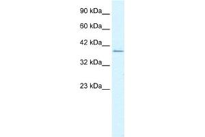 RIMS3 antibody  (C-Term)