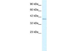 WB Suggested Anti-RIMS3 Antibody Titration:  1.