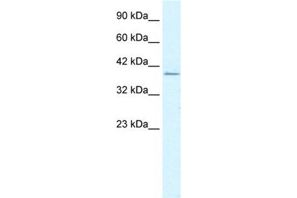 RIMS3 antibody  (C-Term)
