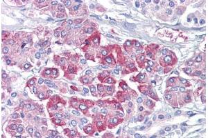 Anti-NRAS antibody IHC staining of human pancreas. (GTPase NRas antibody)