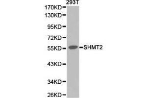 Western Blotting (WB) image for anti-serine Hydroxymethyltransferase 2 (Mitochondrial) (SHMT2) antibody (ABIN1874777) (SHMT2 antibody)