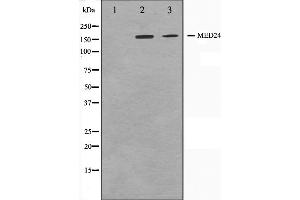 MED24 antibody  (C-Term)