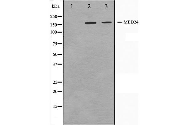 MED24 antibody  (C-Term)