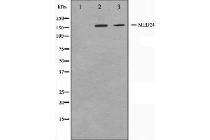 Western blot analysis on A549 and HuvEc cell lysate using MED24 Antibody,The lane on the left is treated with the antigen-specific peptide.