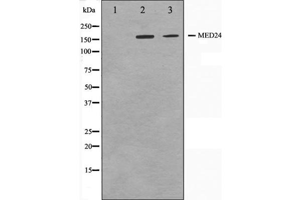 MED24 anticorps  (C-Term)