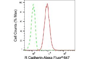 Flow cytometric analysis of R Cadherin expression in C2C12 cells using R Cadherin antibody (ABIN7797822), 1:2,000).